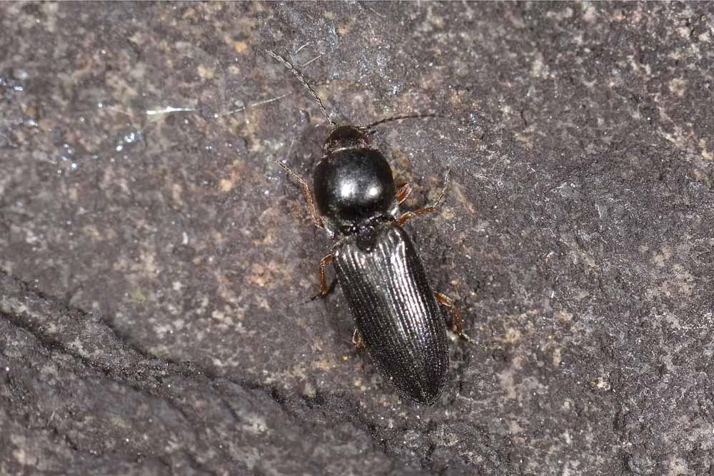 Cardiophorus goezei, Elateridae